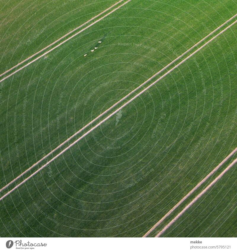 Off the beaten track Field acre Deer Agriculture Grain field Green Fresh Winter Spring seeded Nature group Wildlife Herd four Small points Tracks Träcker