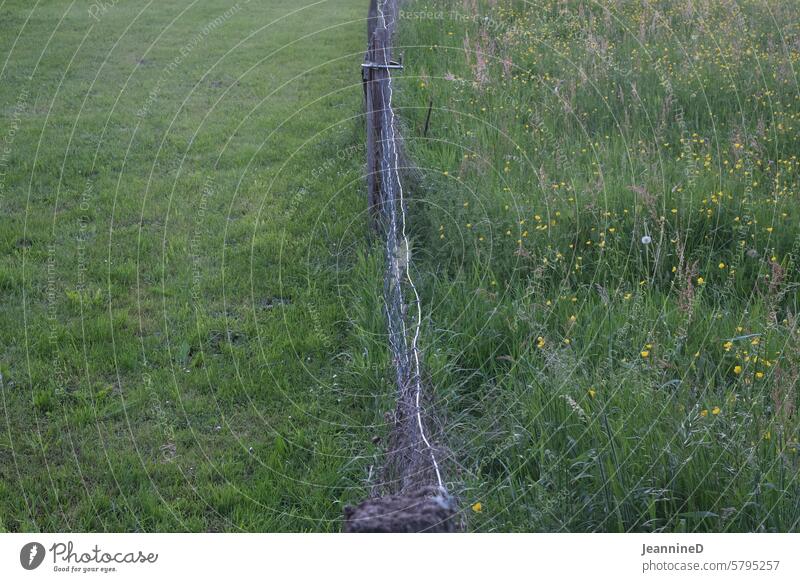 Meadow with fence from above Fence Field Willow tree Green Agriculture Farm Exterior shot Rural disassociated Environment naturally Nature Landscape Partition