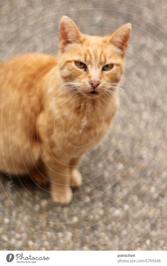 orange and white tabby cat sitting on asphalt mackerelled Cat Orange-white Animal Pet Asphalt Pelt Looking Animal portrait Mammal Cuddly Cute