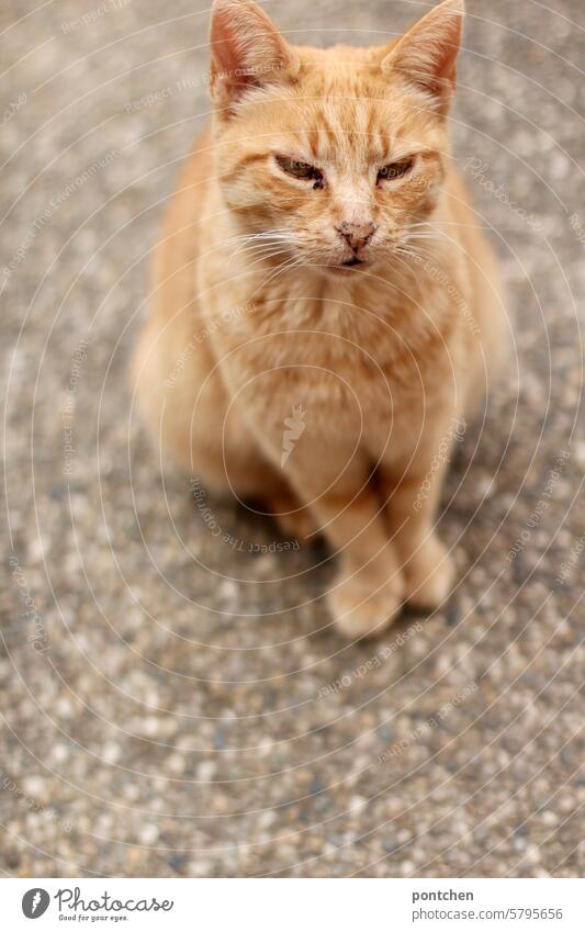 orange and white tabby cat sitting on asphalt mackerelled Cat Orange-white Animal Pet Asphalt Pelt Looking Animal portrait Mammal Cuddly Cute