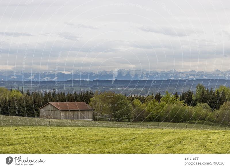 Upper Swabian landscape with a view of the Alps Landscape Meadow Hut trees mountains Sky Clouds Green Mountain Nature Grass Vantage point Forest Panorama (View)