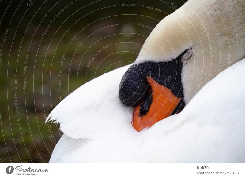 Portrait of a sleeping swan Swan Mute swan eyes closed Sleep asleep Bird Wild animal Animal Nature Exterior shot Grand piano Animal portrait Beak White pretty