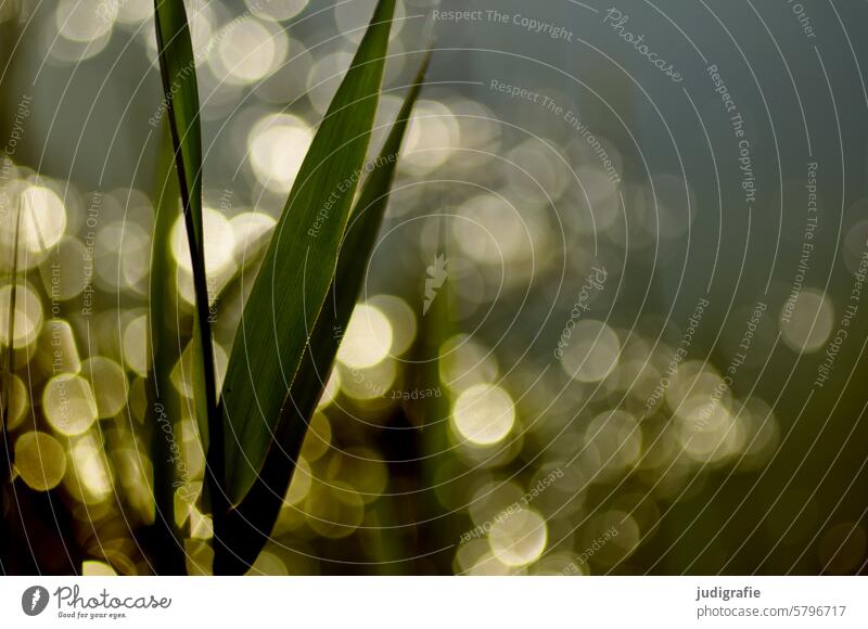 reed Common Reed Grass Back-light Evening sun Glittering Plant coast Nature Summer reflection Sun Dream Colour pretty Delicate Environment Leaf bokeh