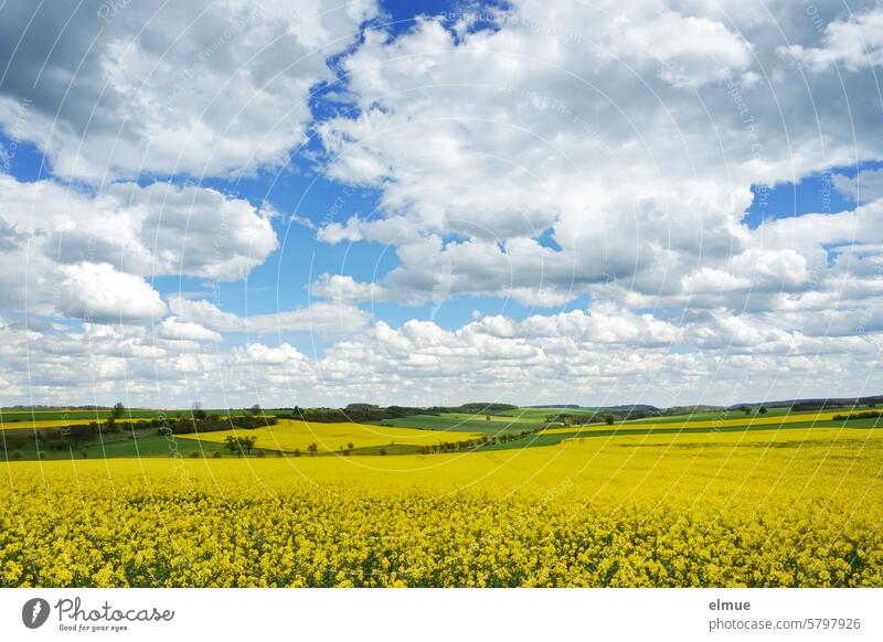 Landscape with blossoming rape fields and cumulus clouds Canola Canola field Oilseed rape flower Spring Source cloud Cumulus congestus Thuringia Bio-diesel