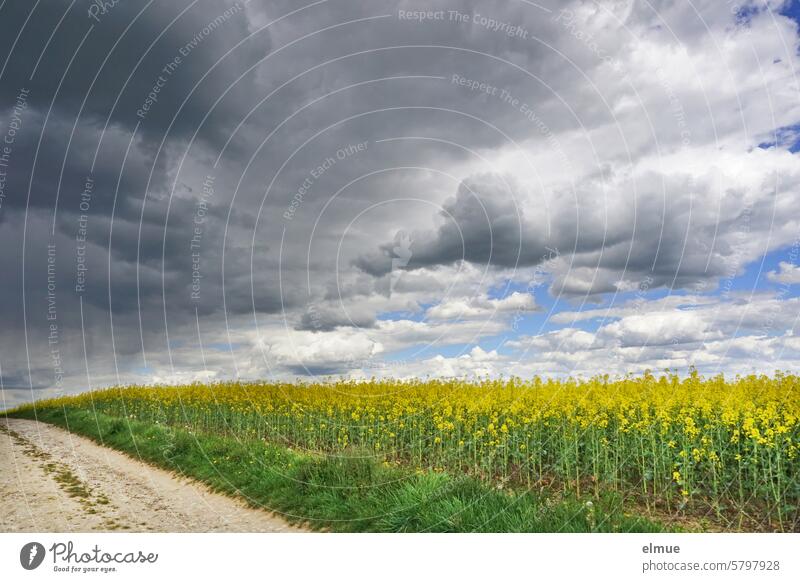 Landscape with a rape field in bloom, a country lane and threatening cumulus clouds Canola Canola field Oilseed rape flower Spring off the beaten track