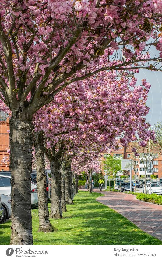 spring awakening Cherry tree blossom Sylt island Sylt landscapes Experiencing nature cycle path Westerland cyclists Street colored blossoms Pink Pink blossoms