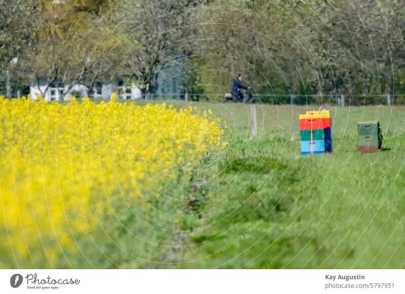 At the rape field Beehives Honey Honey bee Honey-comb Canola Canola field Oilseed rape flower Oilseed rape cultivation Rape fields Oilseed rape oil Landscape