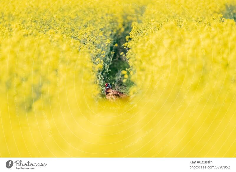 Pheasant in a rape field Wild animal Animal Nature Bird Exterior shot Colour photo Feather Animal portrait Day Environment pretty naturally Multicoloured