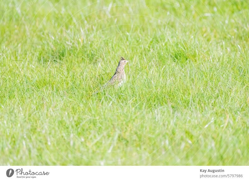 Skylark Alauda arvensis skylarks Alaudidae Songbirds Passeri Bird Nature reserve breeding bird animal kingdom bird world nature conservation Passerine bird