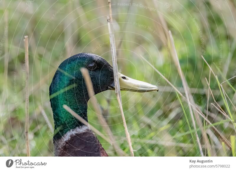 Male mallard duck Mallard Water Animal Exterior shot Colour photo Nature Animal portrait Duck birds Bird Wild animal Multicoloured Environment Day Drake