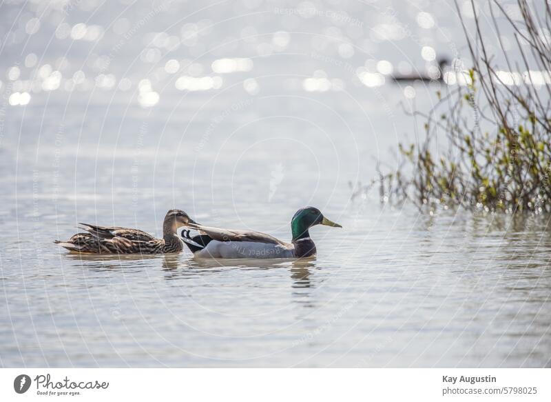 Mallard pair Sylt Exterior shot Sylt Island Colour photo Nature reserve North Sea coast Sylt landscape North Sea Islands Sylt island National Park Landscape