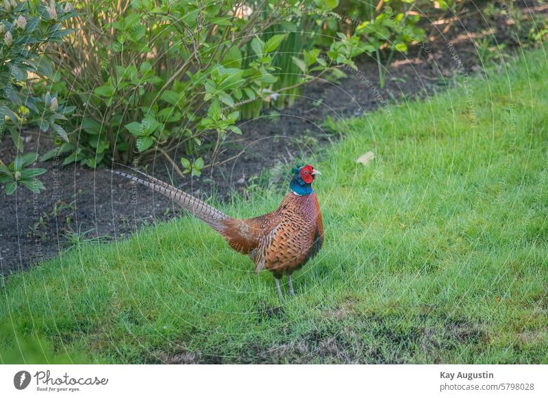 visitors Pheasant Bird Nature Exterior shot Wild animal Feather Colour photo Animal Animal portrait Deserted Day Environment Beak Close-up Multicoloured