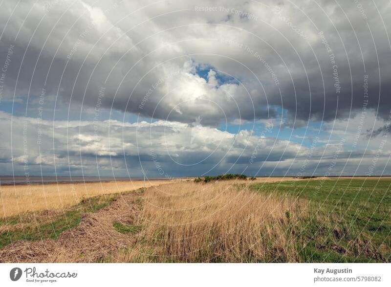 nature reserve Nature reserve Sylt Landscape Sylt island Schleswig-Holstein Germany North Sea North Sea Islands Sylt landscape Exterior shot Sylt Island coast