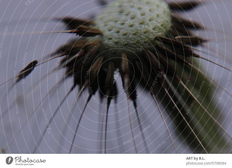 What stays, what goes Ready for the journey Wonders of nature wild nature wild plant Close-up macro Nature Sámen dandelion Dandelion buttercup Garden Meadow