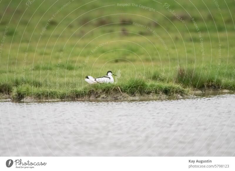 Avocet Recurvirostra avosetta Avocets in the breeding season Keitum salt marshes breeding period Wetlands Wader Bird recording telephoto spring Green