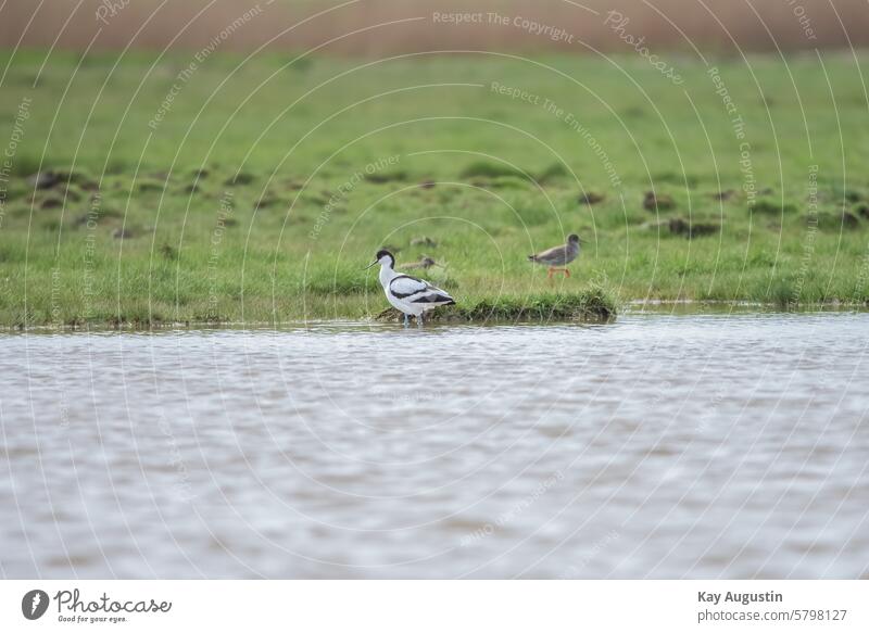 Avocet snipe Snipe birds Bird birdwatching Nature Wild animal Landscape Freedom Colour photo Recurvirostra avosetta Keitum salt marshes Wetlands