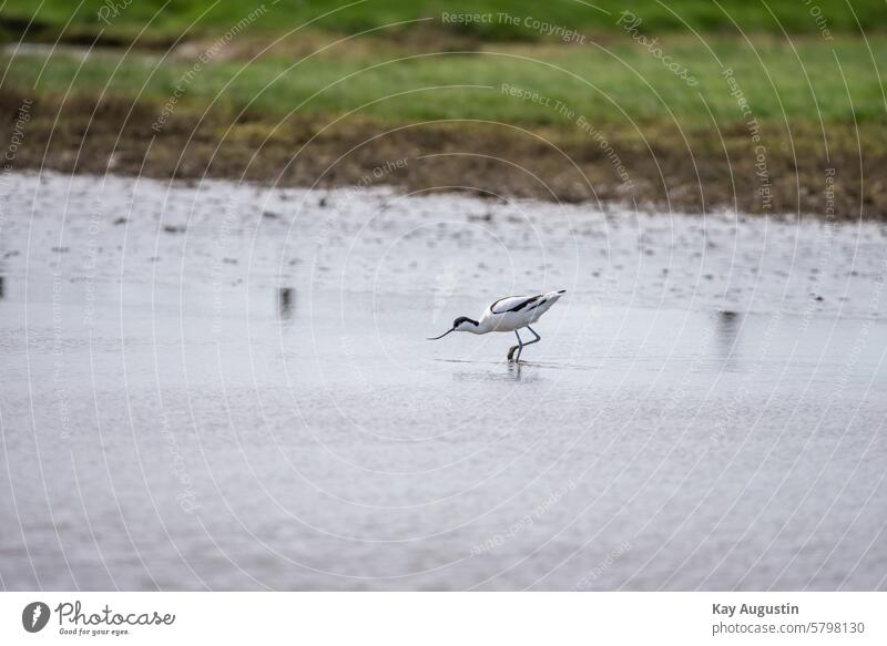 Avocet Avocets in the wet meadows Recurvirostra avosetta Keitum salt marshes Wetlands Wadden Sea National Park Wingspan Mud flats black and white plumage