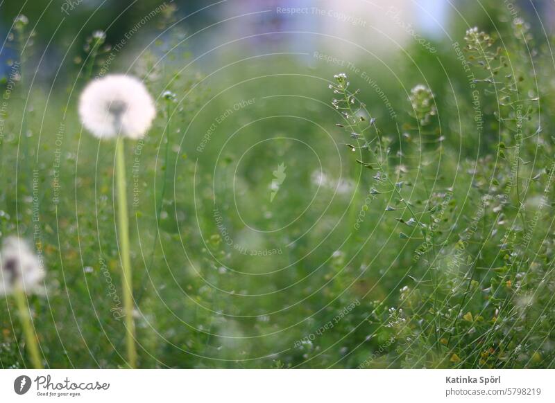 A spring meadow Spring Meadow Flower meadow Meadow flower Blossoming Grass Field blossom Green Garden dandelion Dandelion Colour photo Spring day