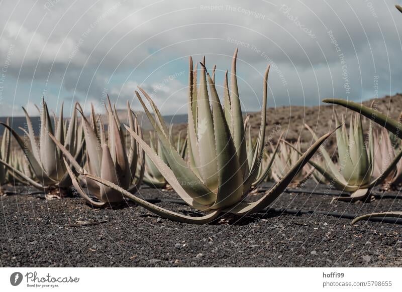 Cultivation of agaves on volcanic soil on Lanzarote Agave agave plant Agave plant Agave Field Volcanic Volcanic island Canaries Landscape Vacation & Travel