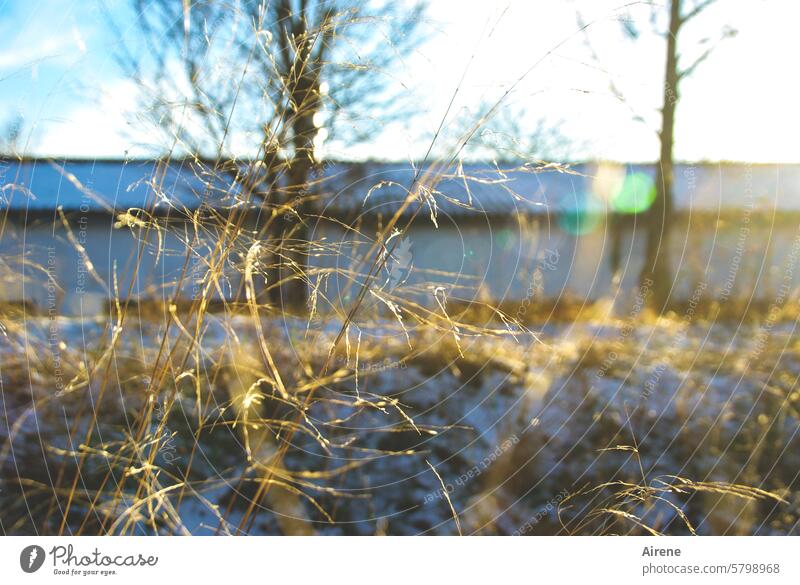 Gold spinning mill blade of grass Point of light Light (Natural Phenomenon) Delicate Fragrant Illuminate Glittering Evening Meadow Grass Shallow depth of field