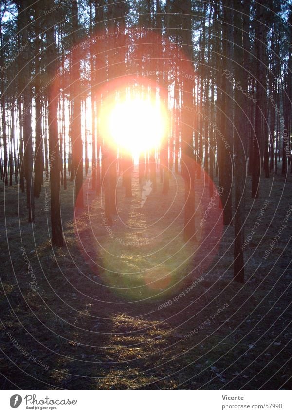 corona Forest Tree Grass Meadow Undergrowth Circle Corona Treetop Coniferous forest Back-light Sunset Twilight Pine Sky Orange Blue Lausitz forest