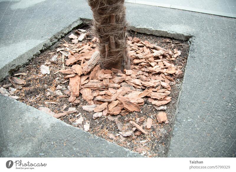 Bark mulch around a growing palm tree. Mulch provides protection from weeds and keeps roots cool in hot weather. background backyard bark botanical brown care