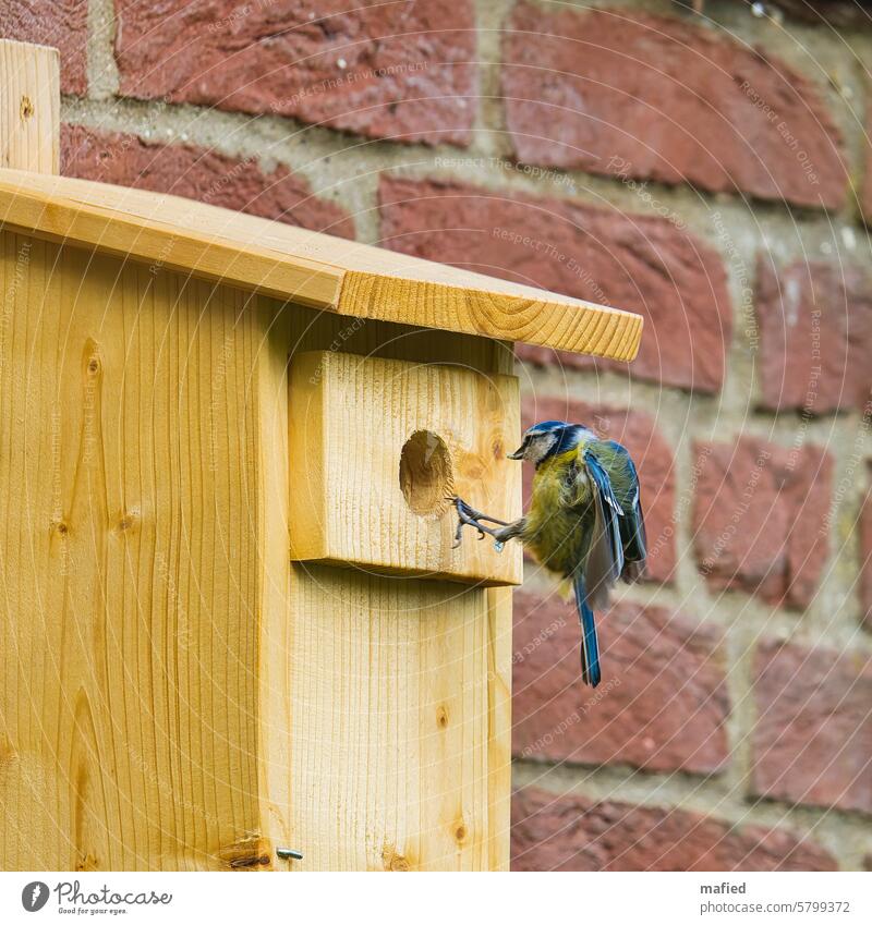 Landing approach, blue tit lands at a nesting box Tit mouse breeding period Nesting box feeding Bird Wild animal Exterior shot Colour photo Garden