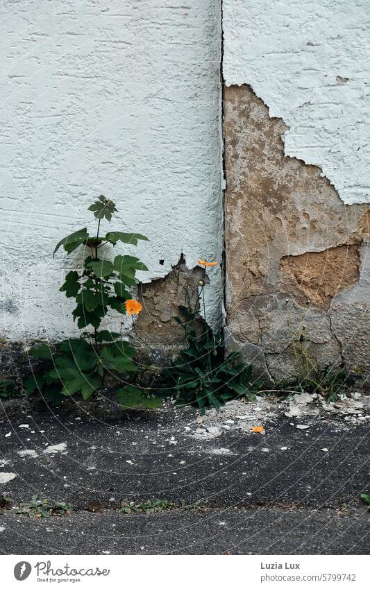 Scoring kings in front of a crumbling façade Facade Old crumbling facade cracks Ravages of time Transience Decline Broken Change Derelict Wall (building)