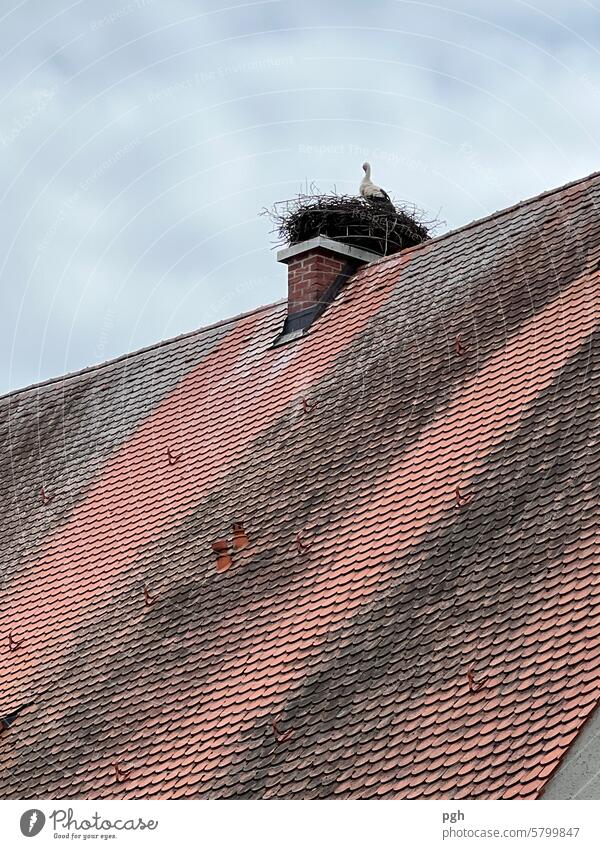 On the Top Stork's Nest White Stork Roof Chimney Bird Storks Eyrie House (Residential Structure) Nature Sky Stork pair Lake Ammer