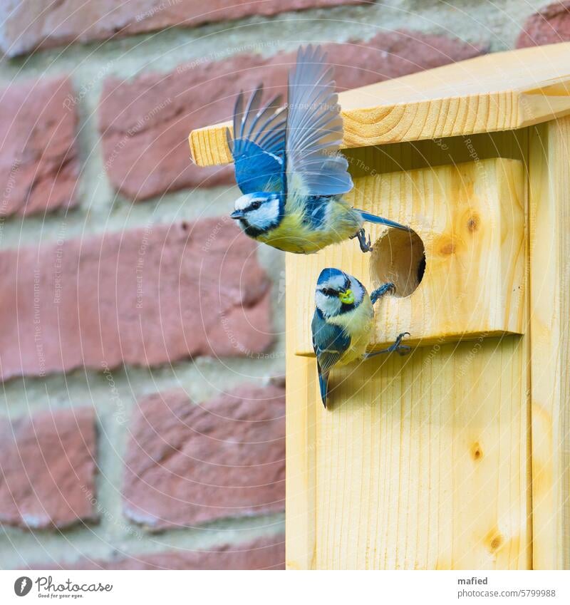 Departure, pair of blue tits take turns feeding the young Tit mouse breeding period Nesting box Bird Wild animal Exterior shot Colour photo Garden