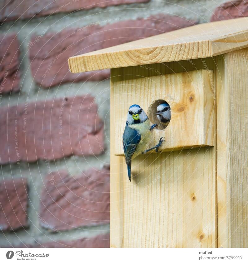 Shift change, pair of blue tits take turns feeding the young Tit mouse breeding period Nesting box Bird Wild animal Exterior shot Colour photo Garden