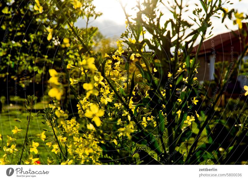 Flowers against the light Evening Branch blossom Blossom Twilight Relaxation awakening holidays spring Spring spring awakening Garden Hedge Sky allotment