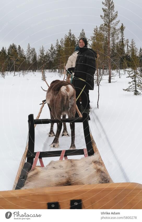 Lapland| Reindeer sleigh ride Reindeer fur Trip Sleigh Ride antlers animals idyllically Light Tourism Winter vacation Scandinavia Vacation & Travel Cold