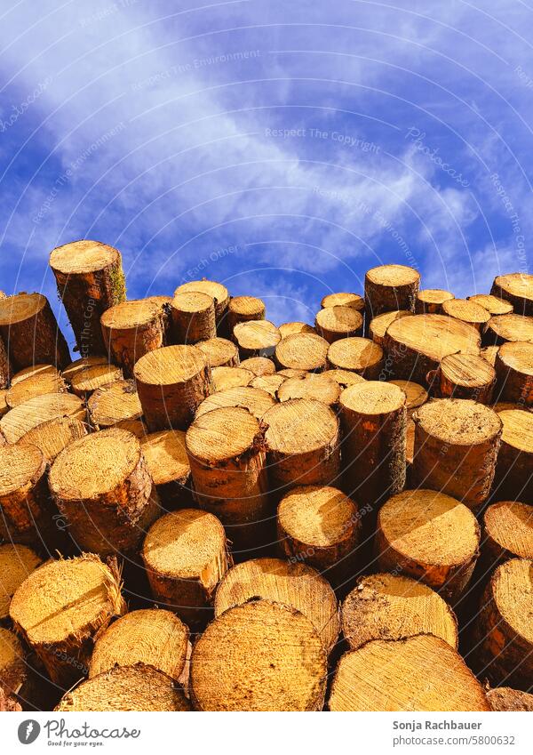 Stacked tree trunks against a blue sky Tree trunk Firewood Sky Blue Nature Forestry Stack of wood Wood Timber Fuel Environment Supply Cut Brown Energy naturally