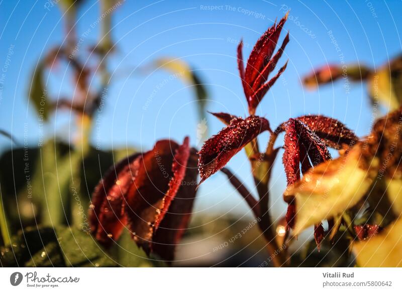 Rose leaves background in the morning after freezing autumn beautiful beauty bouquet bush celebration cold concept covered event flower freeze frost ice love