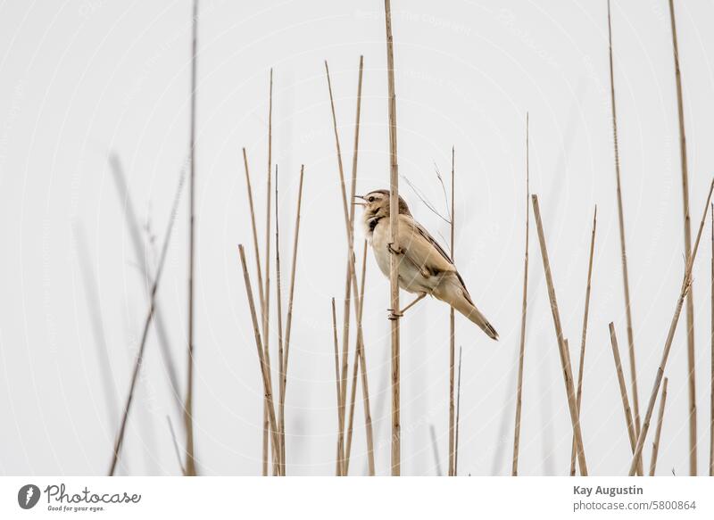 Reed Warbler Reed warbler in the reedbed Sylt Landscape Sylt Island North Sea coast Sylt landscape Sylt island Colour photo National Park Schleswig-Holstein