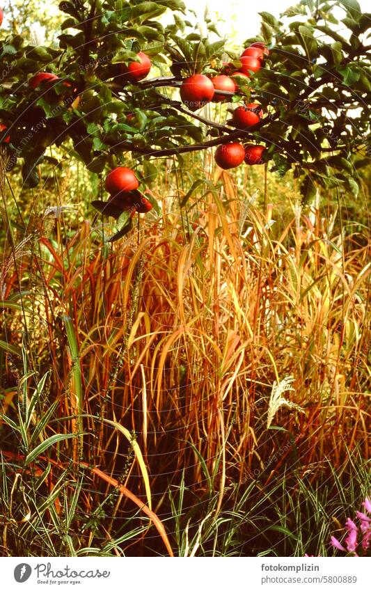 Apples on a branch in the reeds Autumn Harvest Apple tree Twig apples Apple tree branch Branch Tree Fruit Exterior shot Garden Food Juicy Fresh Nutrition