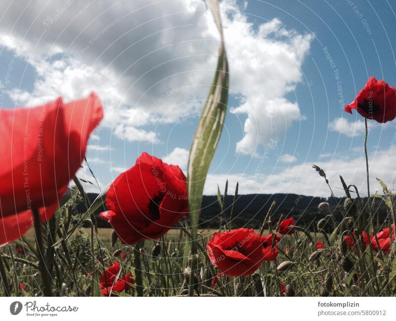 Poppy Day poppies Poppy blossom Poppy field poppy flower poppy meadow Corn poppy Red red poppy Field flowers