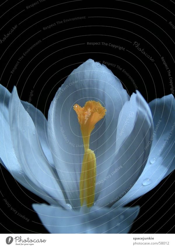 crocus Blossom Blossom leave Crocus White Black Drops of water Yellow Fingers Pistil Macro (Extreme close-up) Water Shadow