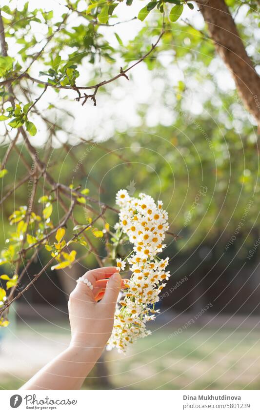 hand holding chamomile or camomile flowers wreath in green park. Harmony with nature. Green bokeh. Eco vegan lifestyle. Boho rustic slow living. vertical image with copy space.