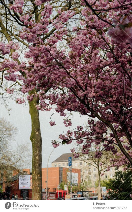 Ornamental cherry in bloom at the roadside Tree pink Spring come into bloom Nature blossom Plant Branch Season Beauty & Beauty flora White Leaf Botany Cherry