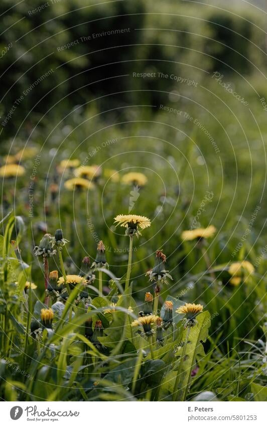 Close-up of a dandelion on a grass verge Green Roadside Deserted Meadow Grass Hedge Dandelion Yellow Blossom Blossom leave Flower Spring Summer Day