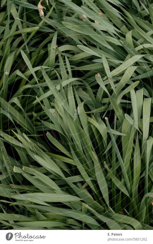 Long green grass that moves in the wind Grass long grass Wind windy top down from on high plan Nature Summer Green Plant naturally Outdoors Fresh Growth