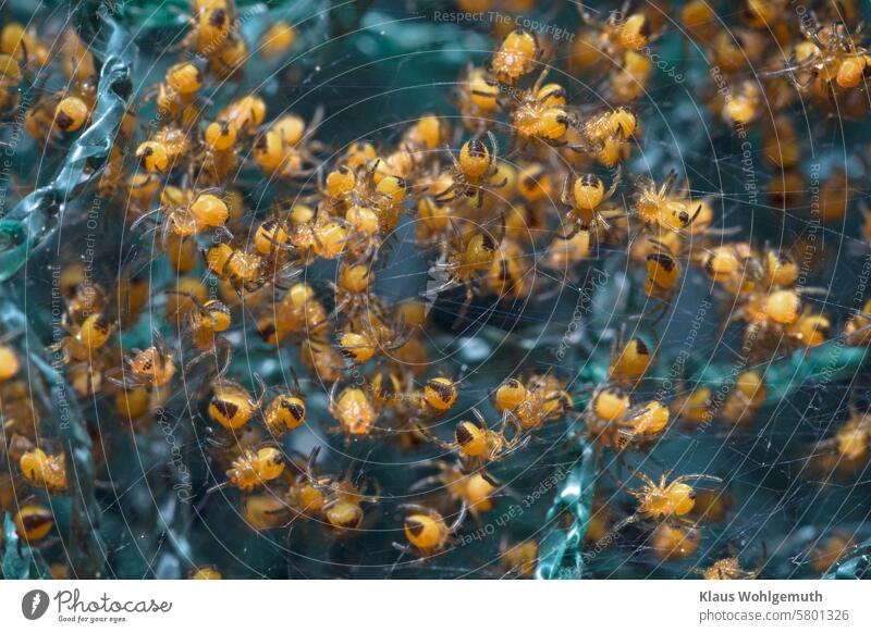 Very young, yellow/black garden spiders in a green bird repellent net Garden cross spider Cross spider Young animals midgets Spider Close-up