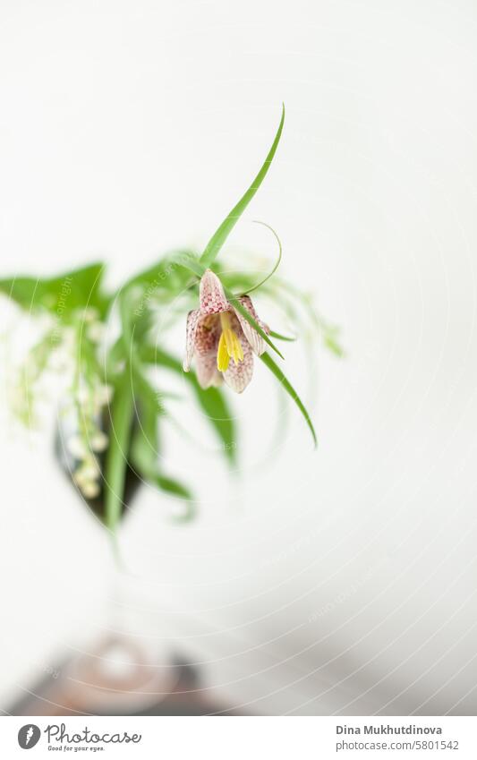 Fritillaria meleagris spring flower closeup on white background aesthetic floral image in glass flowers purple lilac blossom Violet romantic Nature Spring