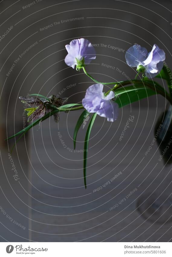 purple lilac color flowers on dark background aesthetic floral image blossom Violet romantic Nature Spring Fragrance Lilac lilac blossom fragrant Blossoming