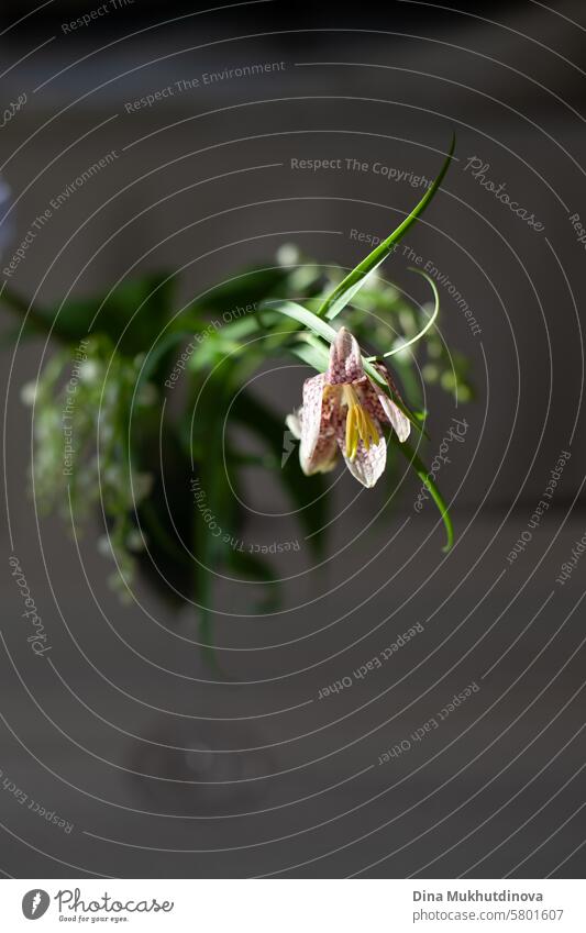 purple white pink  color flowers on dark background aesthetic floral image blossom Violet romantic Nature Spring Fragrance lilac blossom fragrant Blossoming