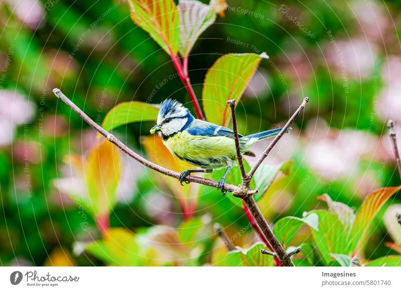 Feeding. Blue tit (Cyanistes caeruleus) with caterpillars in its beak Tit mouse sparrow Bird Branch Grand piano wildlife Beak birdwatching Twig bush care