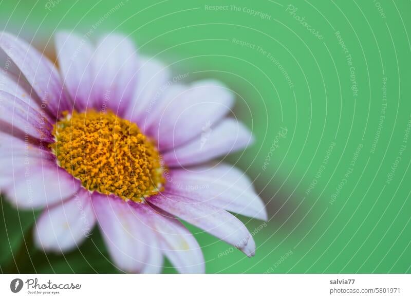 Pink daisy blossom Flower Marguerite Blossom Macro (Extreme close-up) Blossoming Plant Nature Colour photo Fragrance Shallow depth of field Neutral background