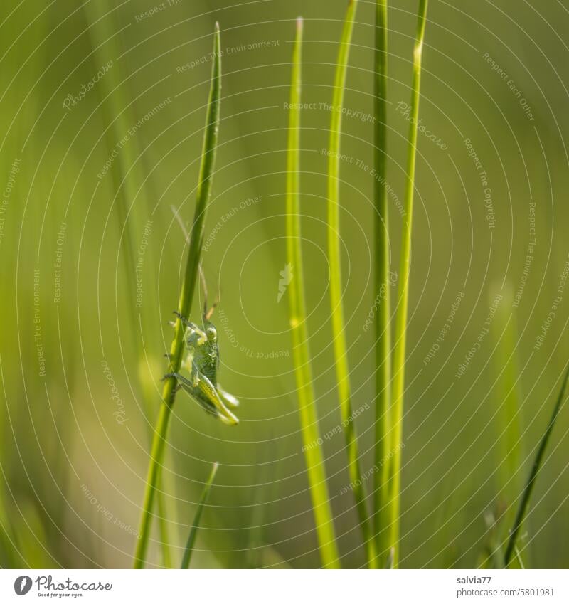 small grasshopper with long antennae sits on a blade of grass Small Green Grass Insect Long-horned grasshopper Locust Nature Macro (Extreme close-up) Close-up